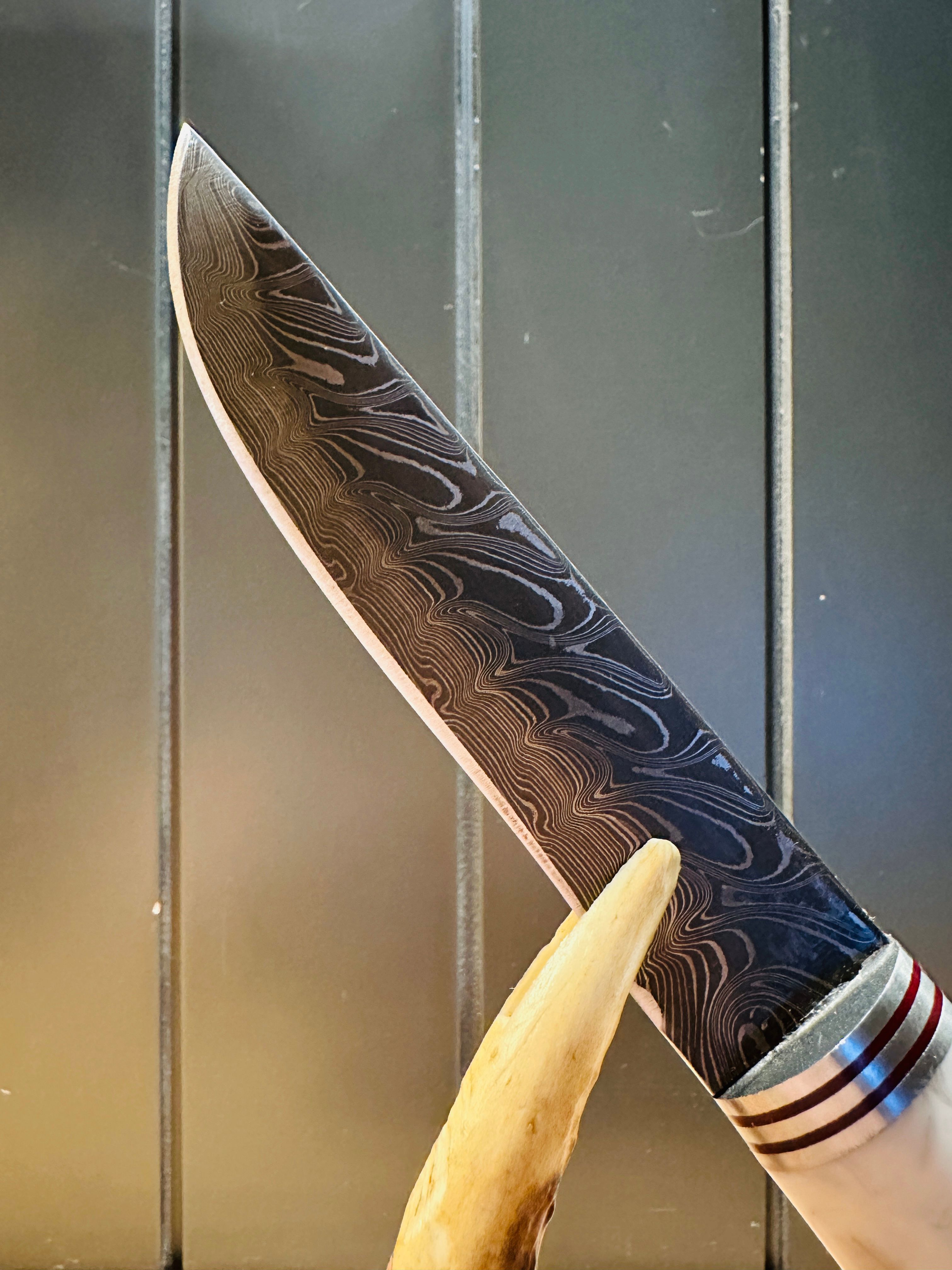 Predator Knife