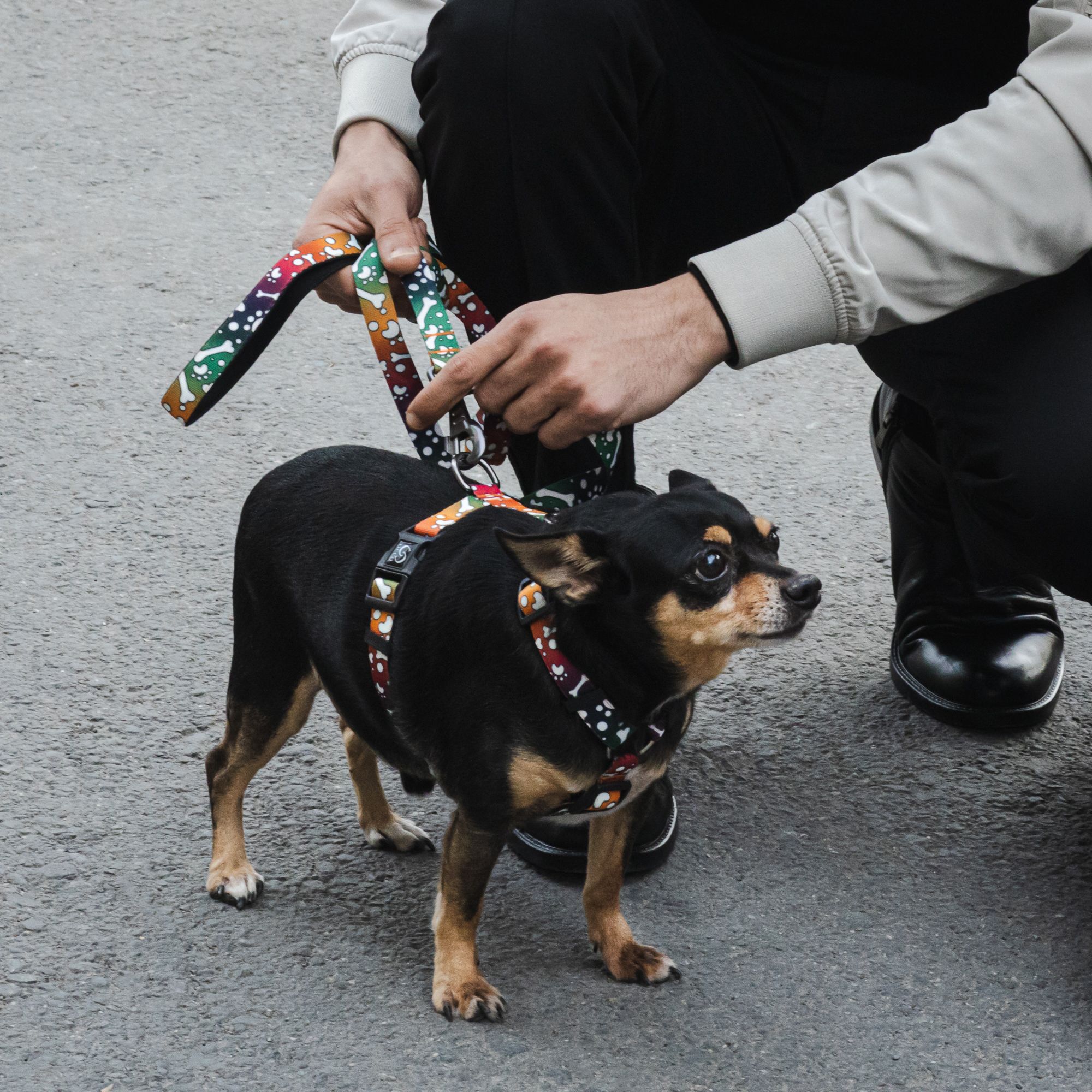 MYSTERY BONES H-HARNESS KÖPEK GÖĞÜS TASMA