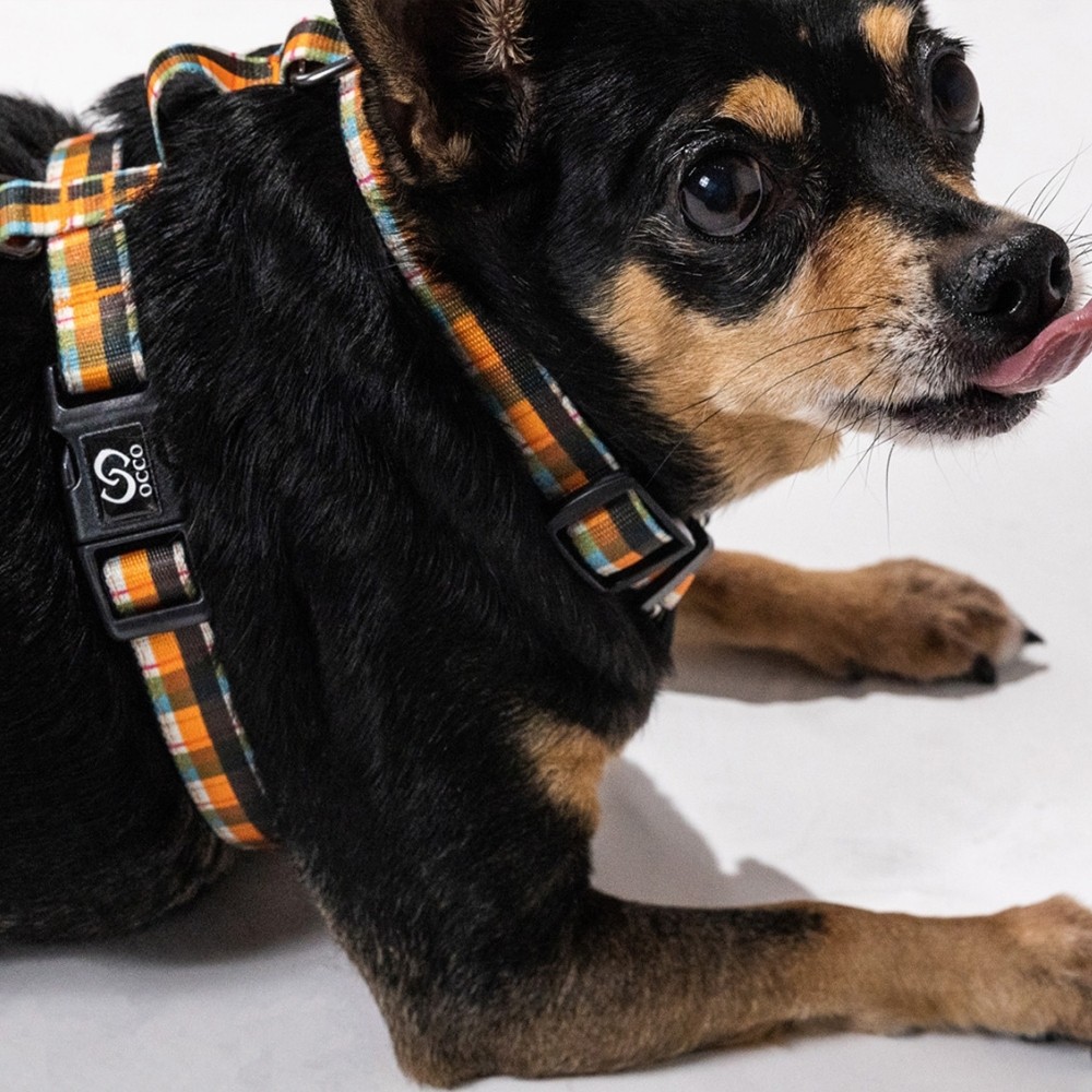 AMBER GINGHAM H-HARNESS KÖPEK GÖĞÜS TASMA