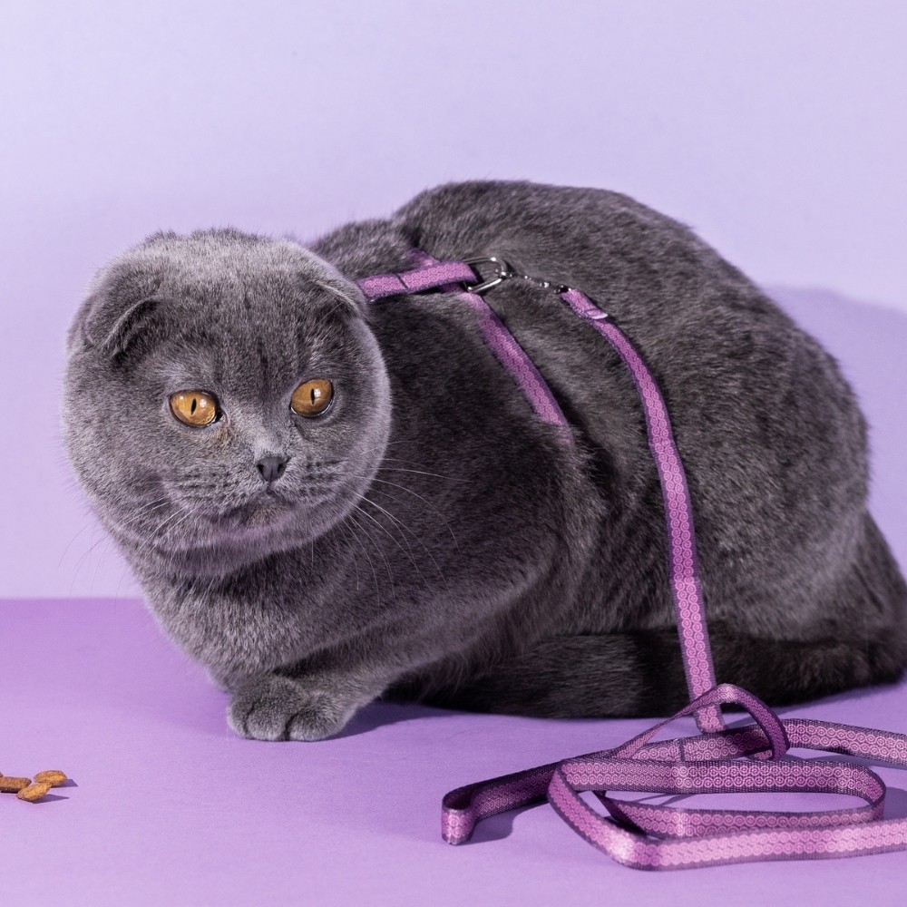 LAVANDER KEDİ H-HARNESS GÖĞÜS TASMA SETİ