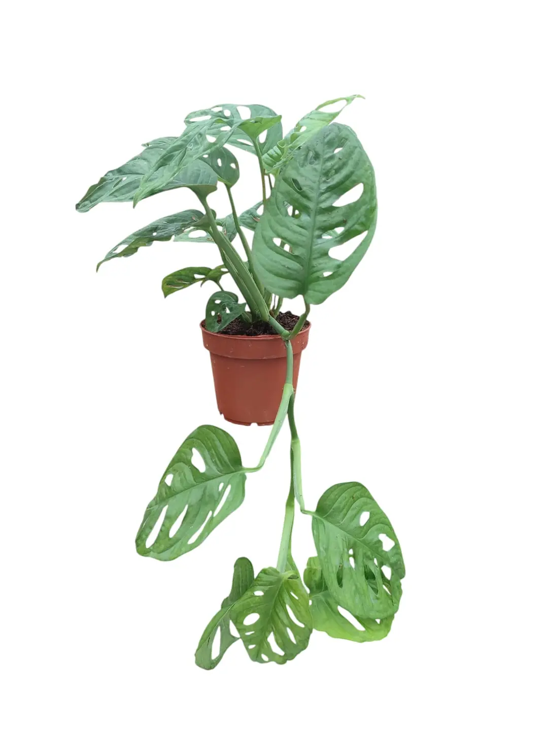 philodendron oxapapense Philodendron Oxapapense Small – NurseryRx main image 1
