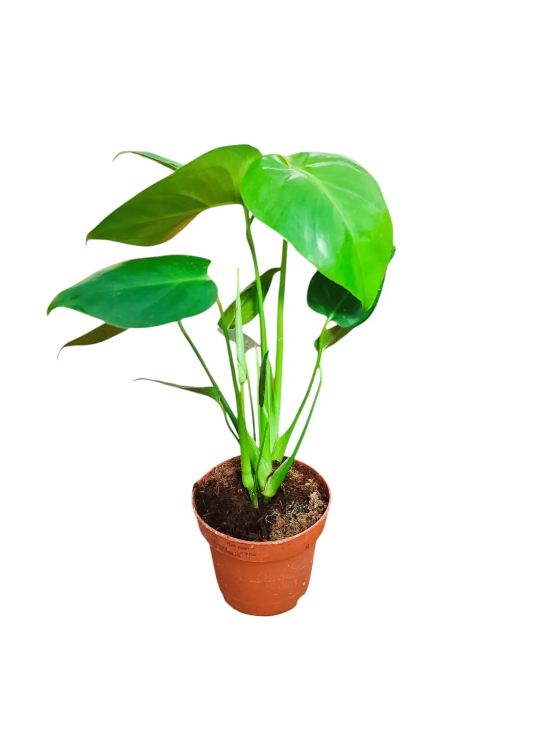 monstera zimmerpflanze kaufen Monstera Variegata | Seltene Zimmerpflanze