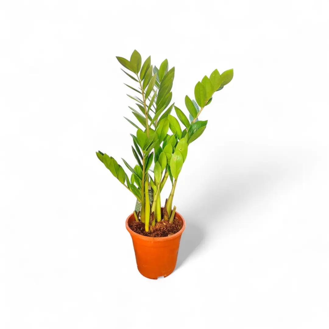 Zamia (Zamioculcas Zamiifolia) 5055 cm | Dayankl Salon Bitkisi