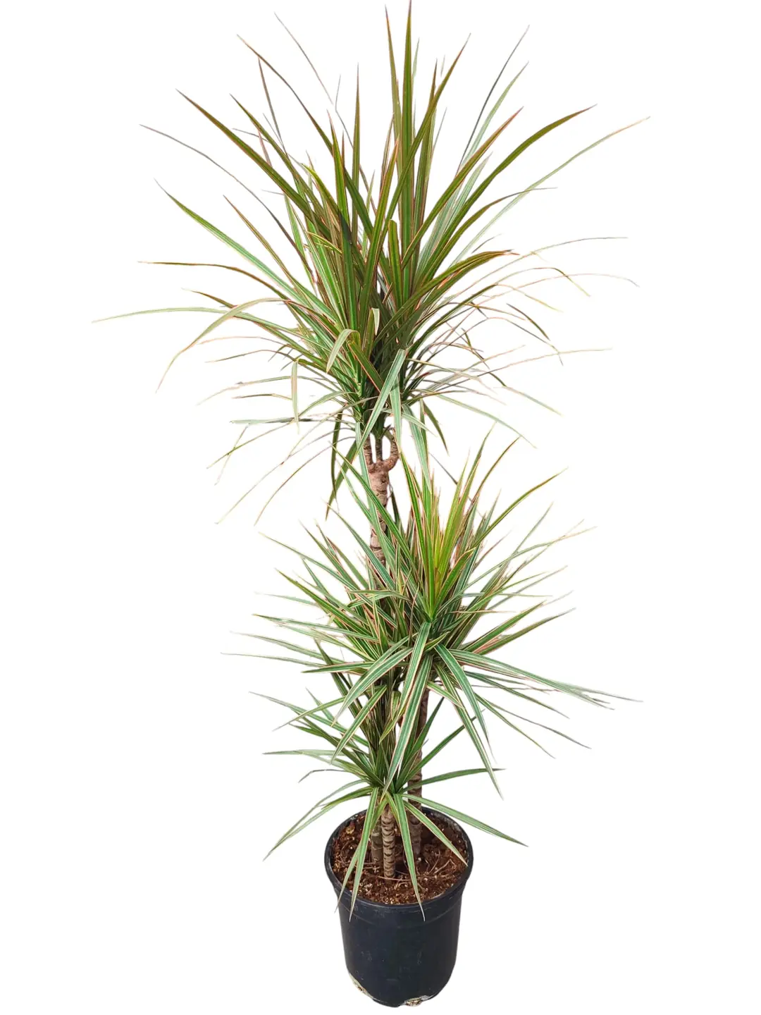Dracena Marginata (Dracaena)  Mekan Ss Bitkisi | Dayankl Salon Bitkisi
