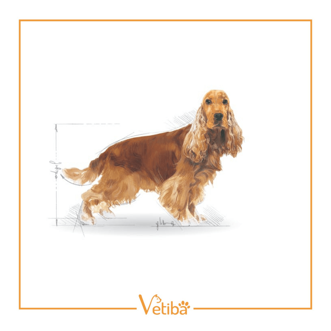 Royal Canin Cocker Yetişkin Köpek Maması 3 kg