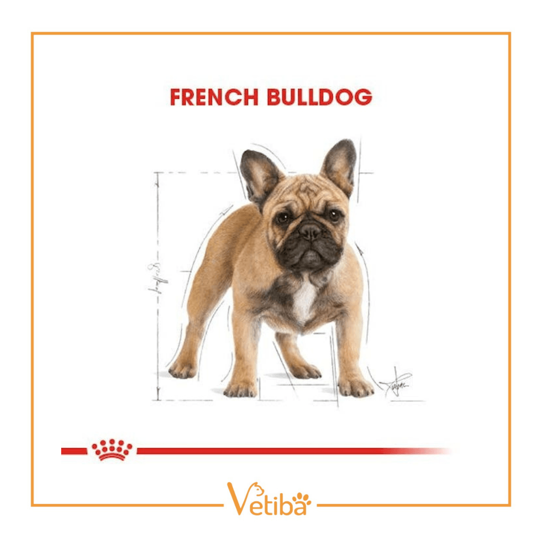 Royal Canin French Bulldog Yetişkin Köpek Maması 3 kg