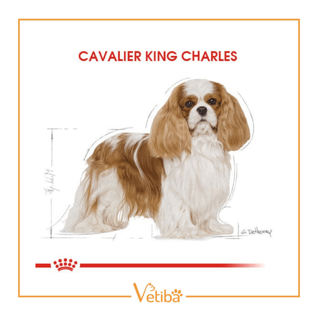 Royal Canin Cavalier King Charles Yetişkin Köpek Maması 3 kg