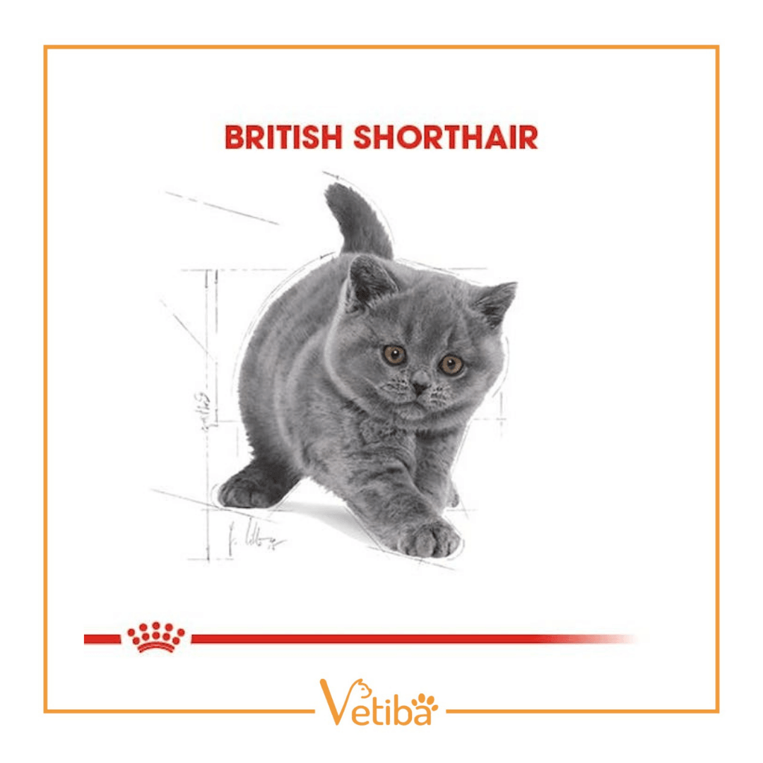 Royal Canin British Shorthair Kitten Yavru Kedi Maması 2 kg