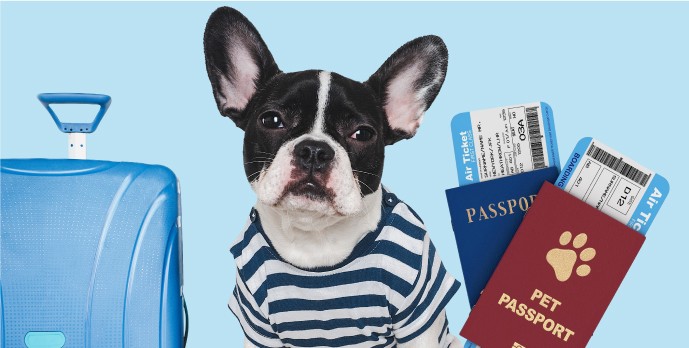 Evcil Hayvan Pasaportu Nedir? Kedi ve Köpekler İçin Yurtdışına Seyahat Rehberi