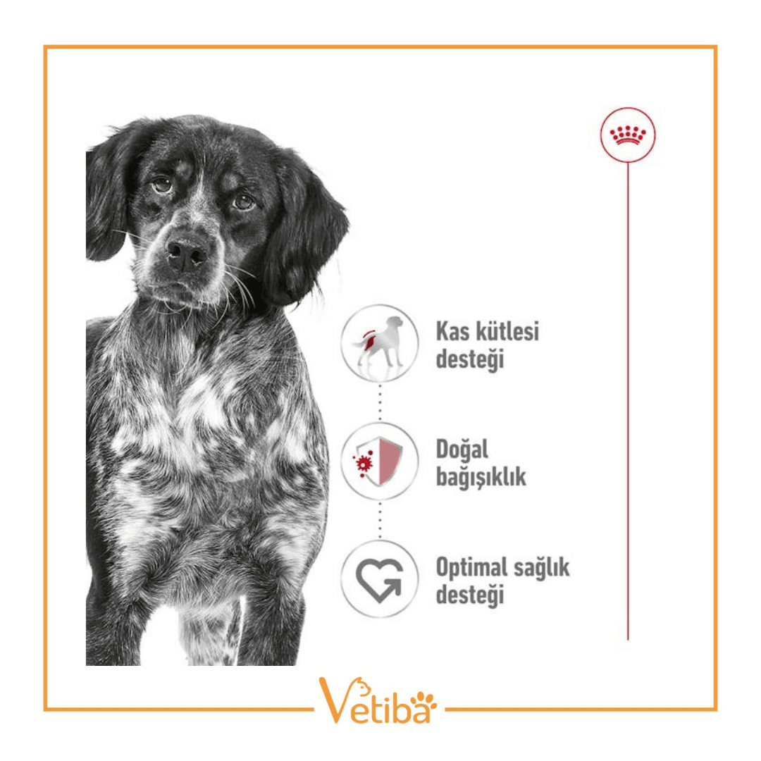 Royal Canin Medium Adult Yetişkin Köpek Maması 15 kg