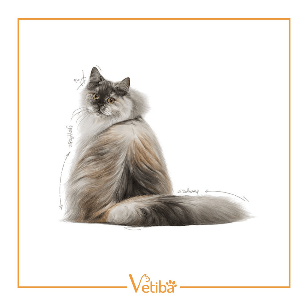 Royal Canin Hair&Skin Care Yetişkin Kedi Maması 2 kg