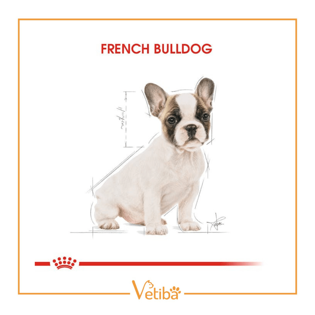 Royal Canin French Bulldog Puppy Yavru Köpek Maması 3 kg