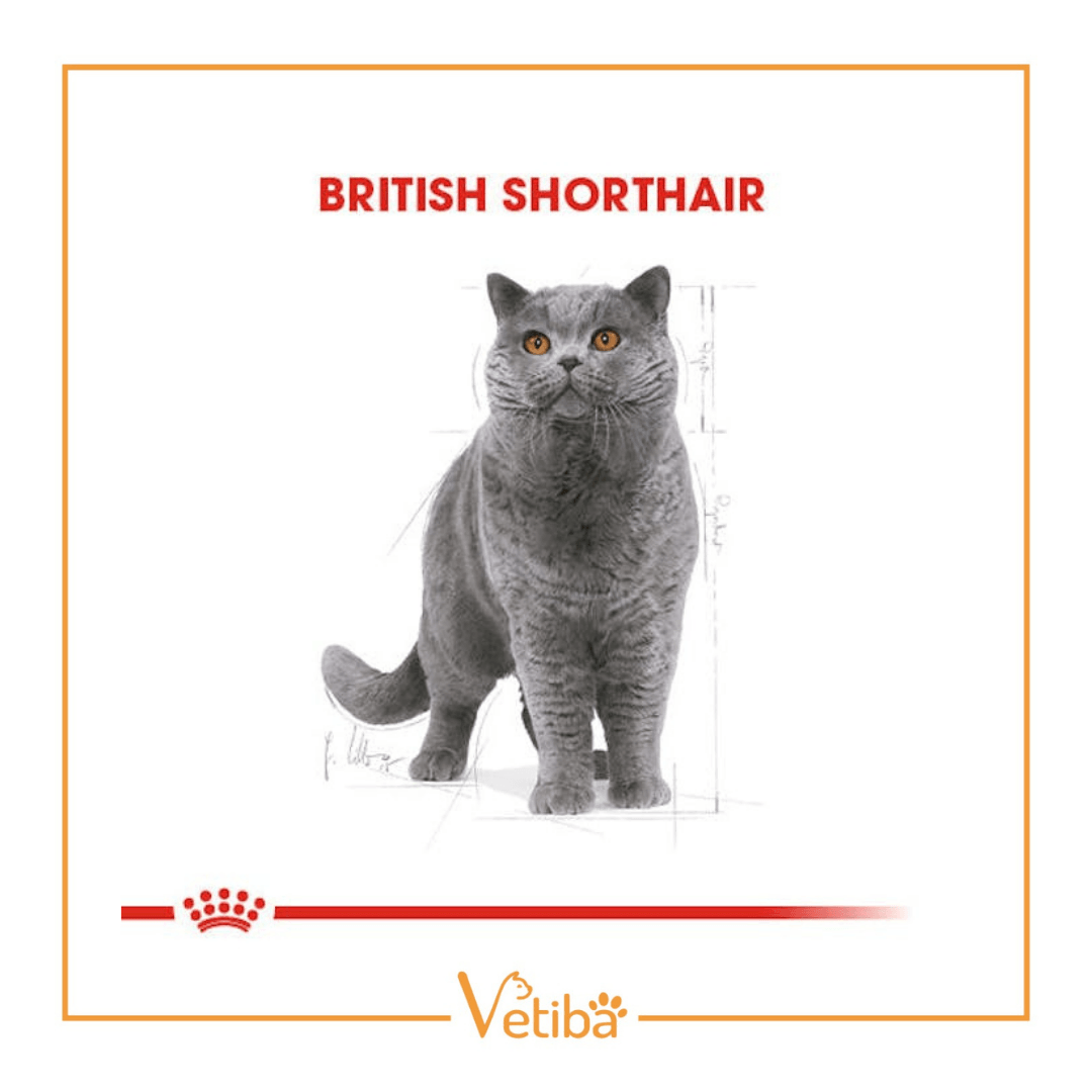 Royal Canin British Shorthair Adult Yetişkin Kedi Yaş Maması 85 gr