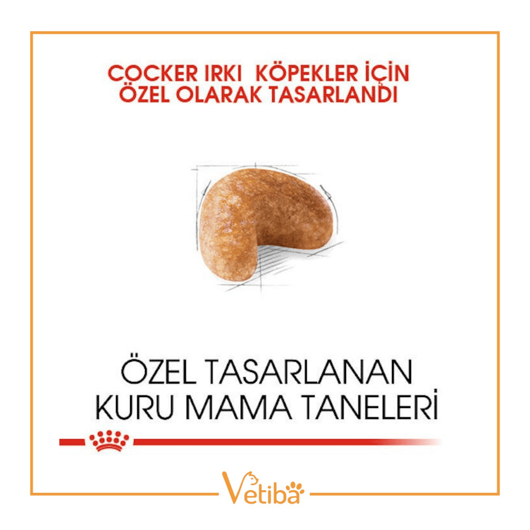 Royal Canin Cocker Yetişkin Köpek Maması 3 kg