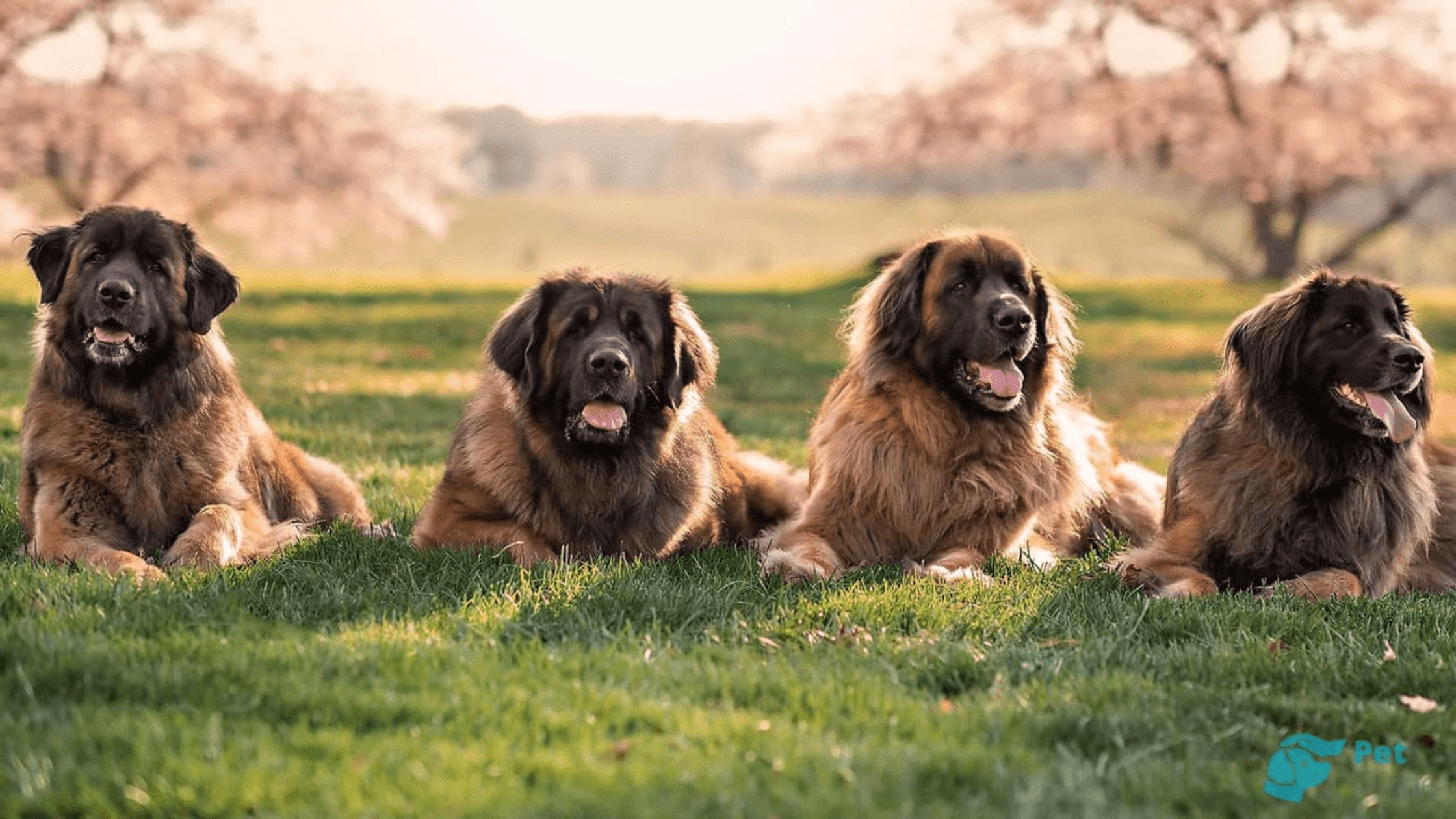 Leonberger (Leon Dog) Köpek Irkının Özellikleri ve Bakımı