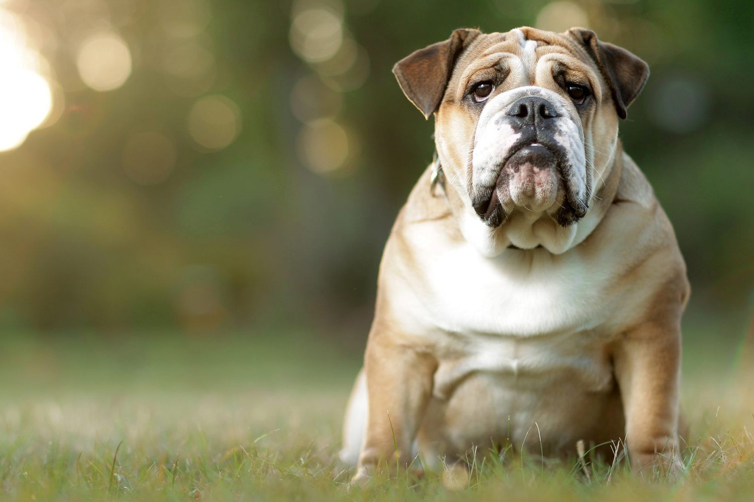 Köpeklerde Obezite Sorunu ve Kilo Vermenin Yolları