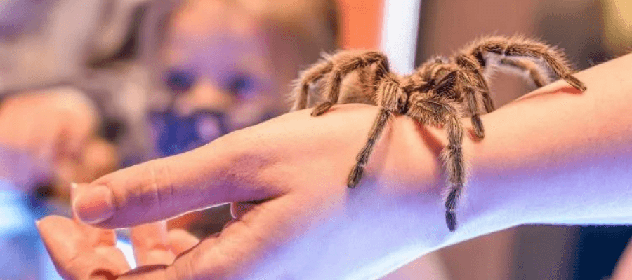 Örümcek Krallığı: Evde Tarantula Bakımı