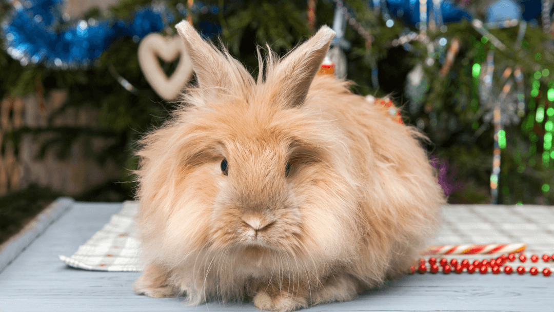 Ev ortamında poz veren açık kahverengi Angora tavşanı