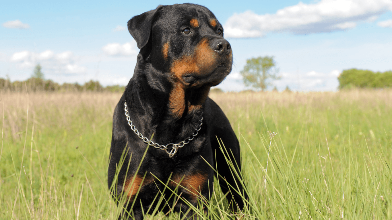 Rottweiler Bakımı ve Özellikleri: Güçlü ve Sadık Bir Dostun Tüm İhtiyaçları