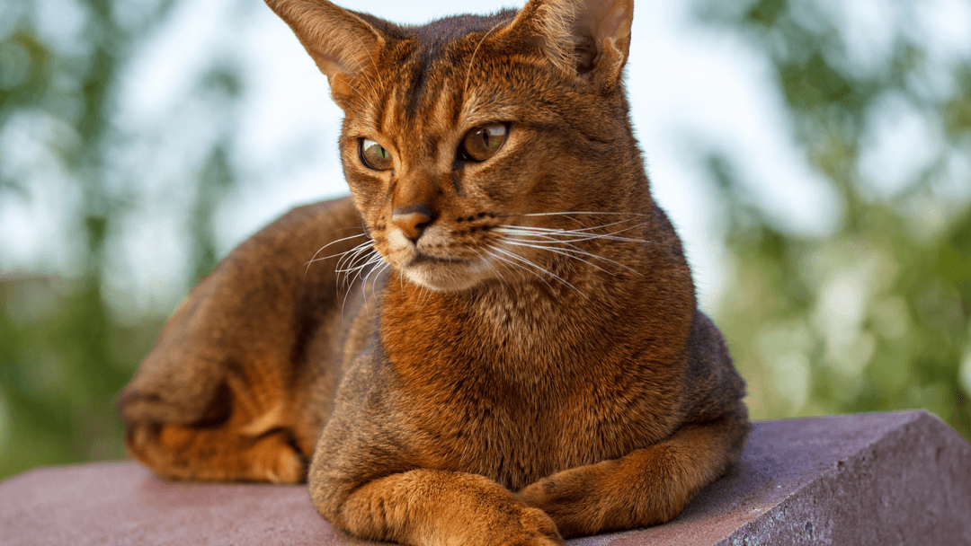 Habeş Kedisi “Abyssinian”