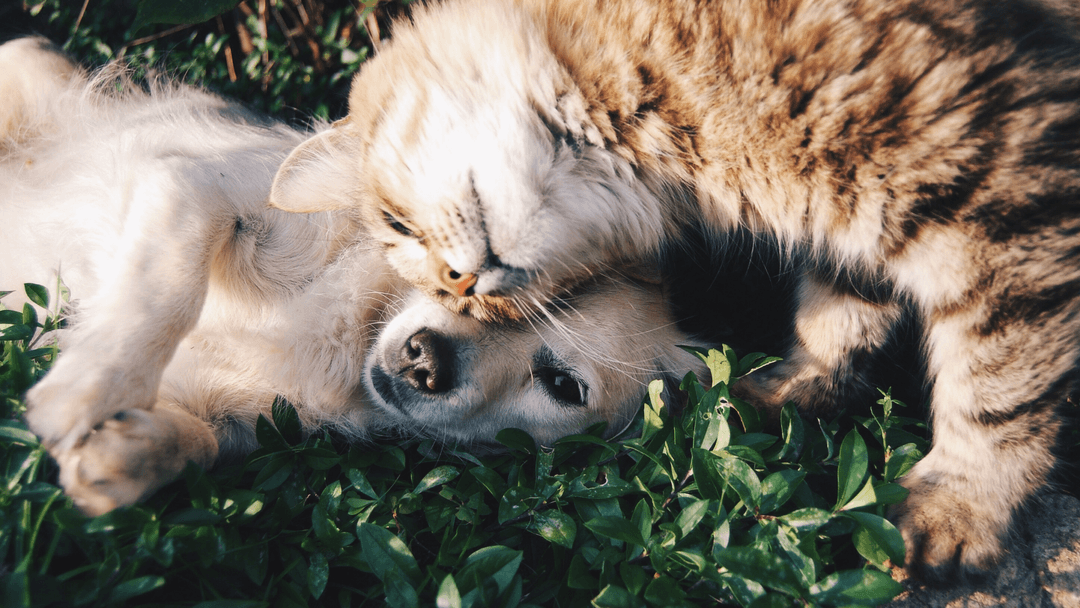Mutlu kedi ve köpek