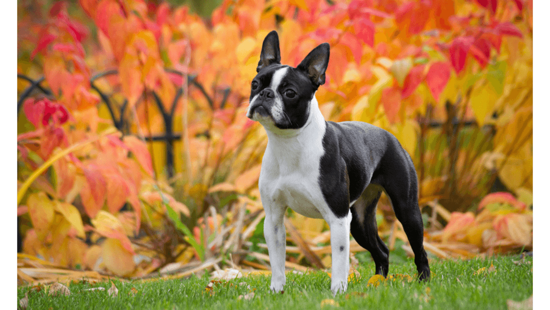 Boston Terrier