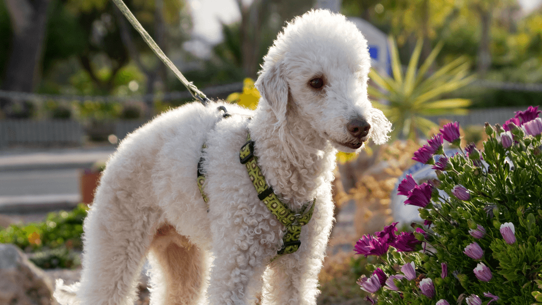Yürüyüşte Bedlington Terrier – Sadık ve oyuncu bir evcil hayvan.