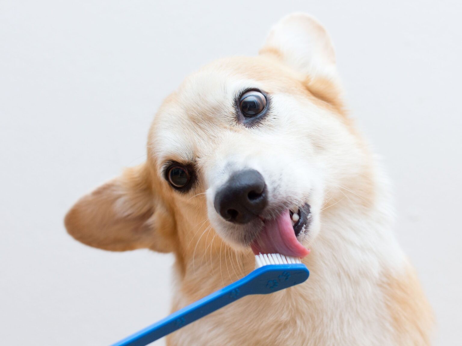 Köpeklerde Ağız ve Diş Sağlığının Önemi