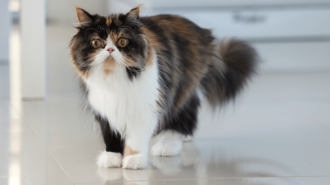 Persian