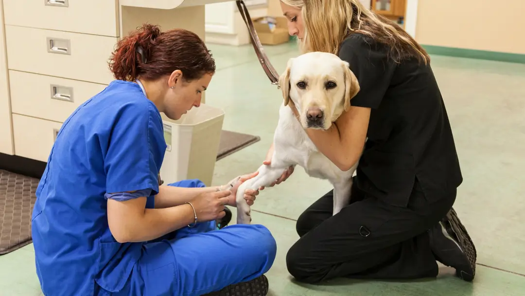Veteriner kliniğinde enjeksiyon yapılan Labrador köpek