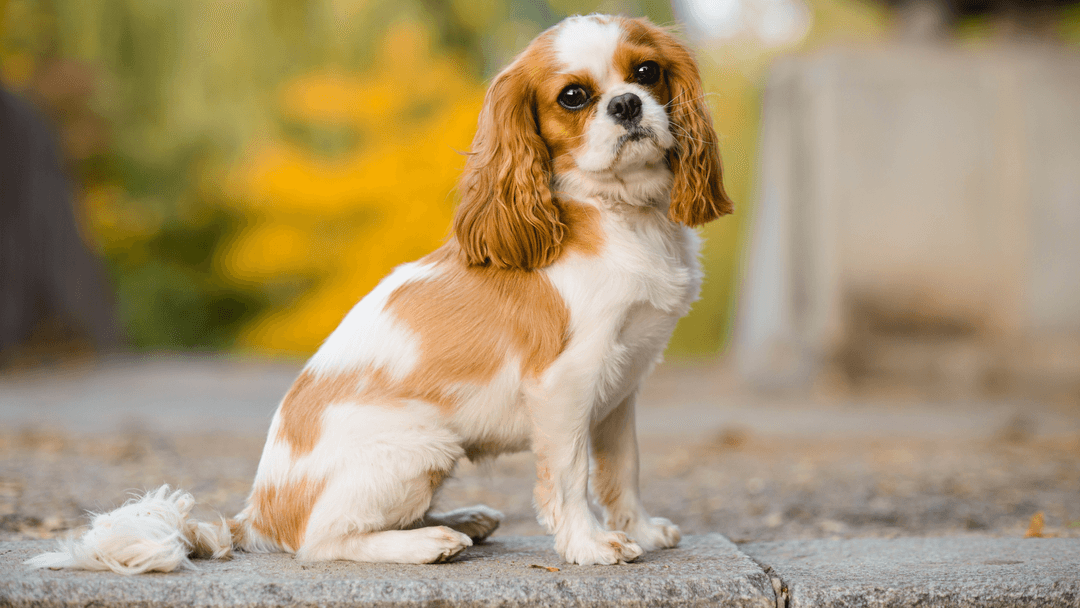 Cavalier King Charles Spaniel 