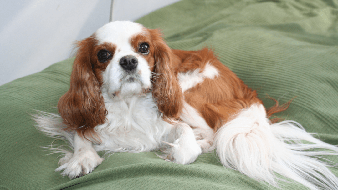 Cavalier King Charles Spaniel 