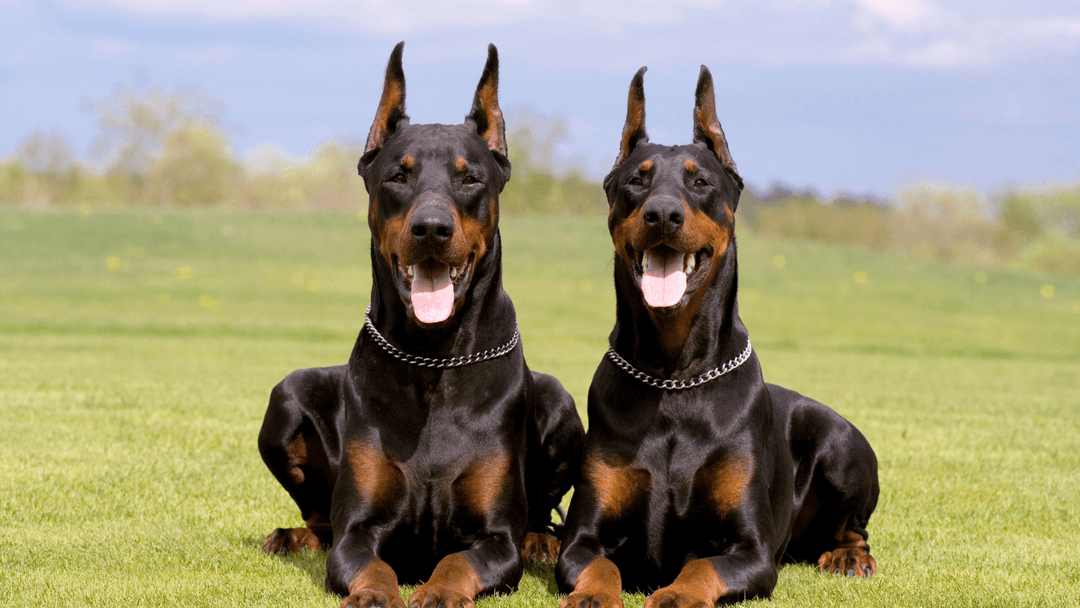 Çimenlerde yan yana yatan Doberman köpekleri