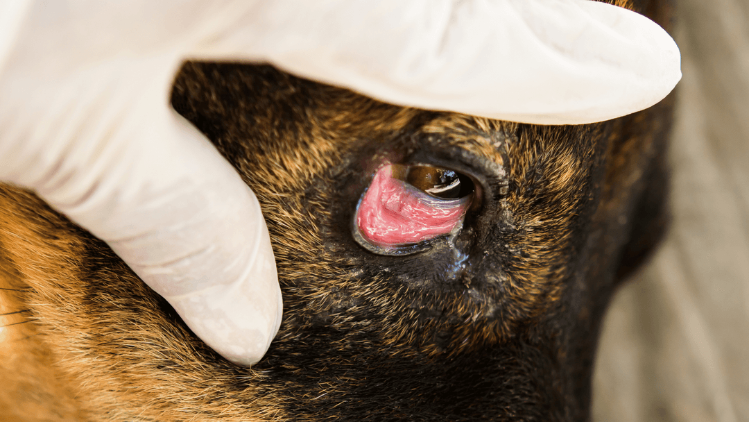 Veteriner kontrolünde şiddetli göz kızarıklığı olan köpek.