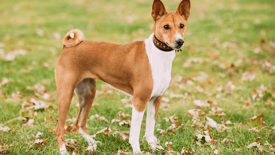  Basenji 