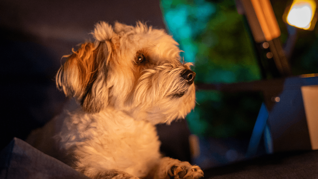 Gece Dışarıyı İzleyen Küçük Köpek