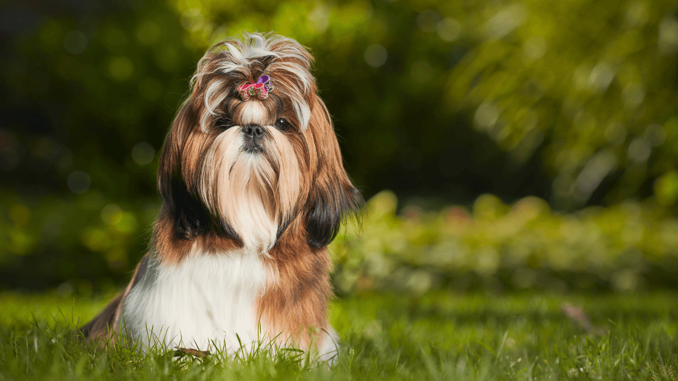 Shih Tzu Köpek Cinsi: Tarihi, Özellikleri ve Bakımı