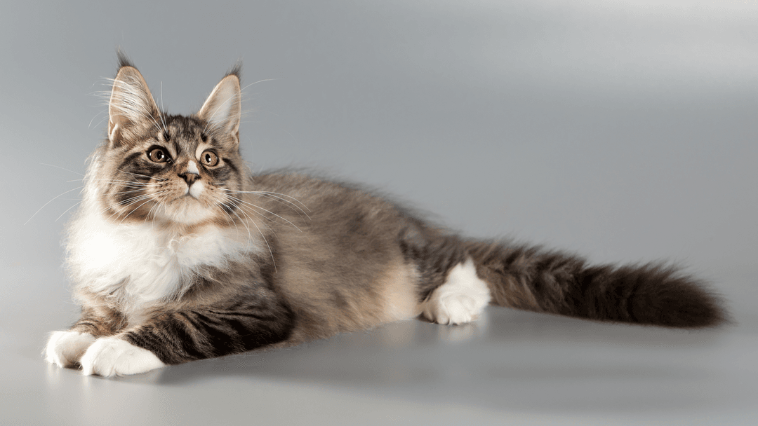 Main Coon