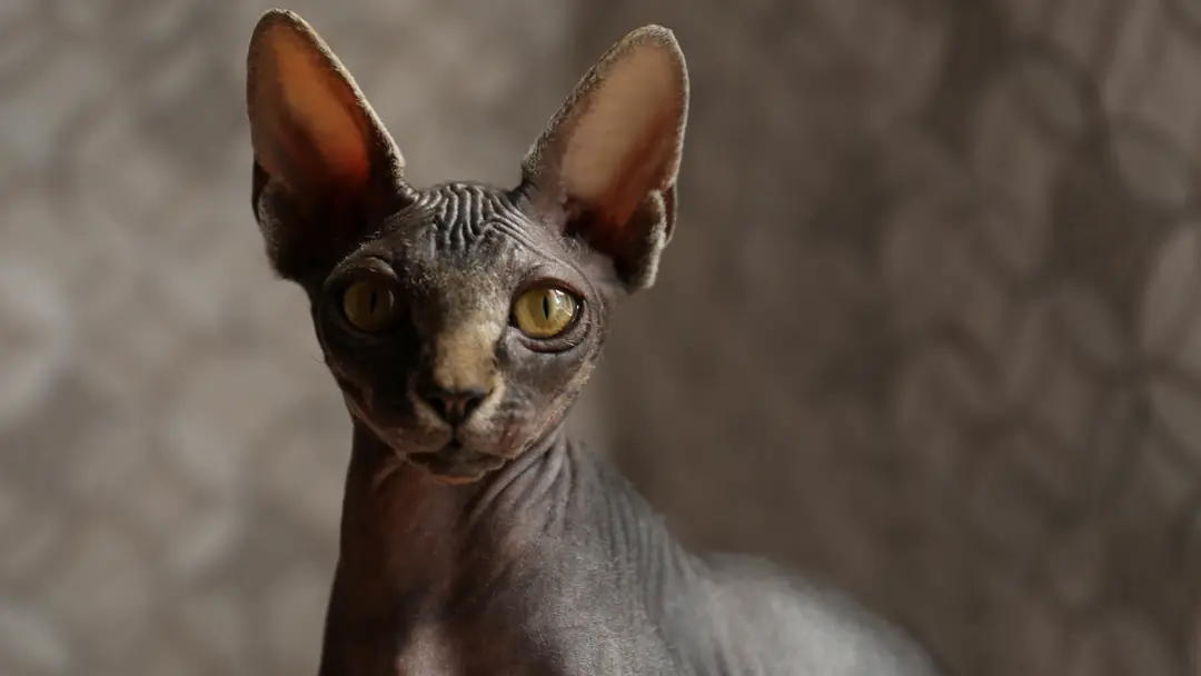 Black Sphinx Cat