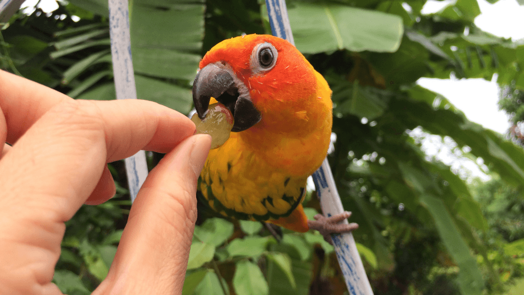 Güneş Muhabbet Kuşu (Sun conure)