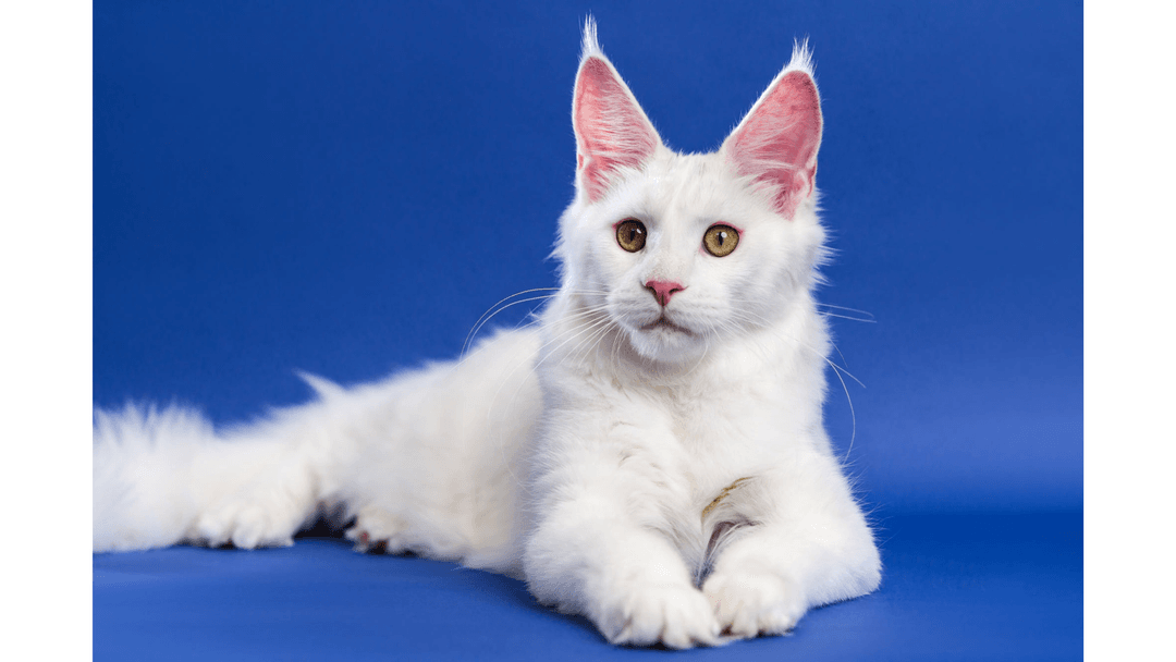 Maine Coon