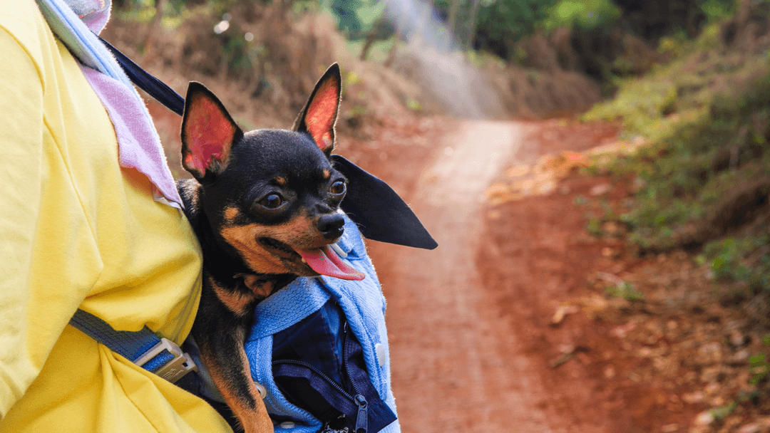 Sırt çantasında taşınan minik köpek açık havada.