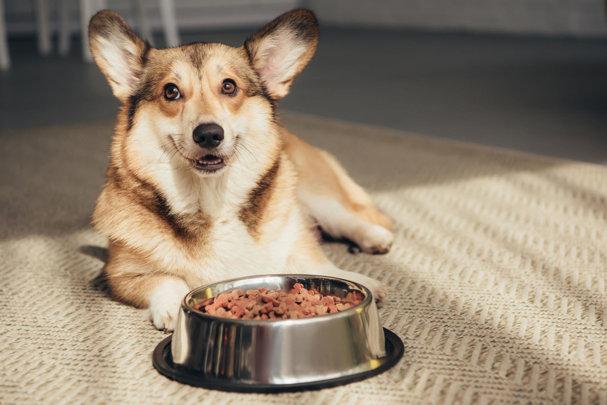 Köpeklerde Gıda Alerjisi ve Tedavi Yöntemleri