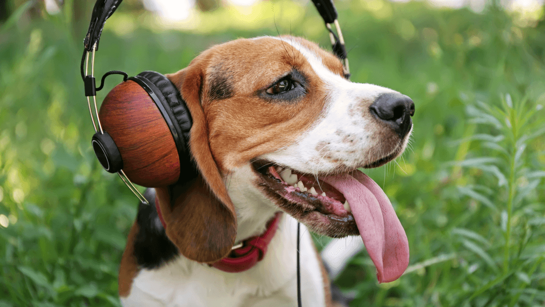 Kulaklık takmış rahatlayan Beagle köpeği