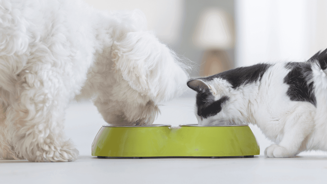 Kedi ve Köpekler İçin Nefis Ev Yapımı