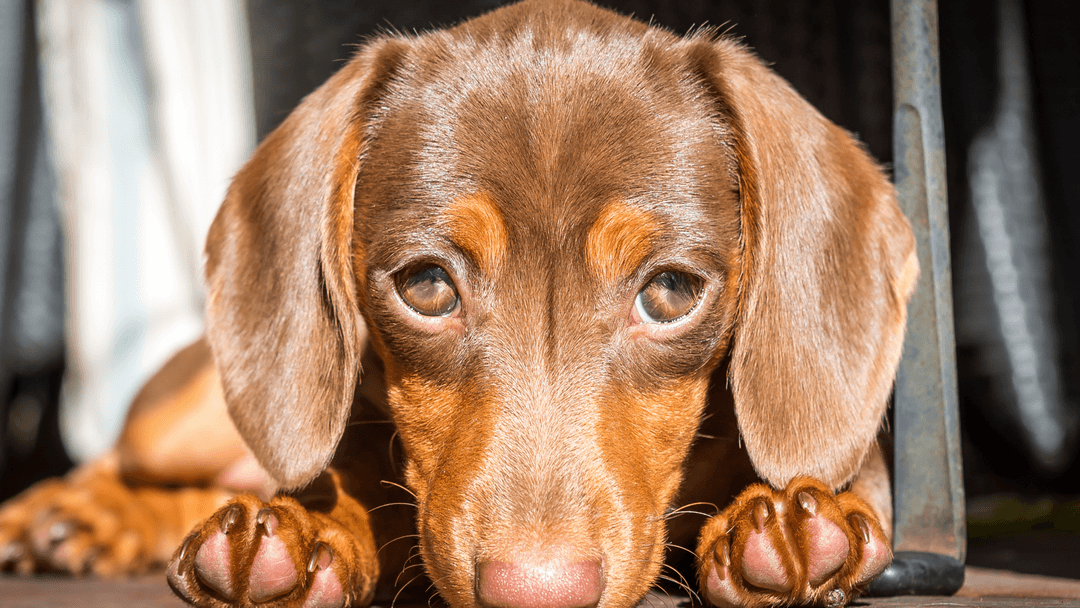 Üzgün bakışlı sevimli köpek portresi, kahverengi dachshund köpek görseli