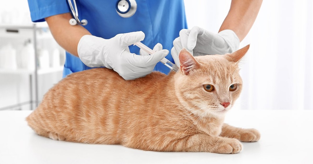 Aşı Olan Bir Kedi.