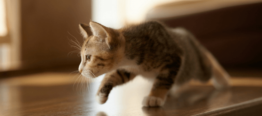 Yavruluk Döneminde Kısırlaştırılan Kediler İçin Beslenme Kılavuzu
