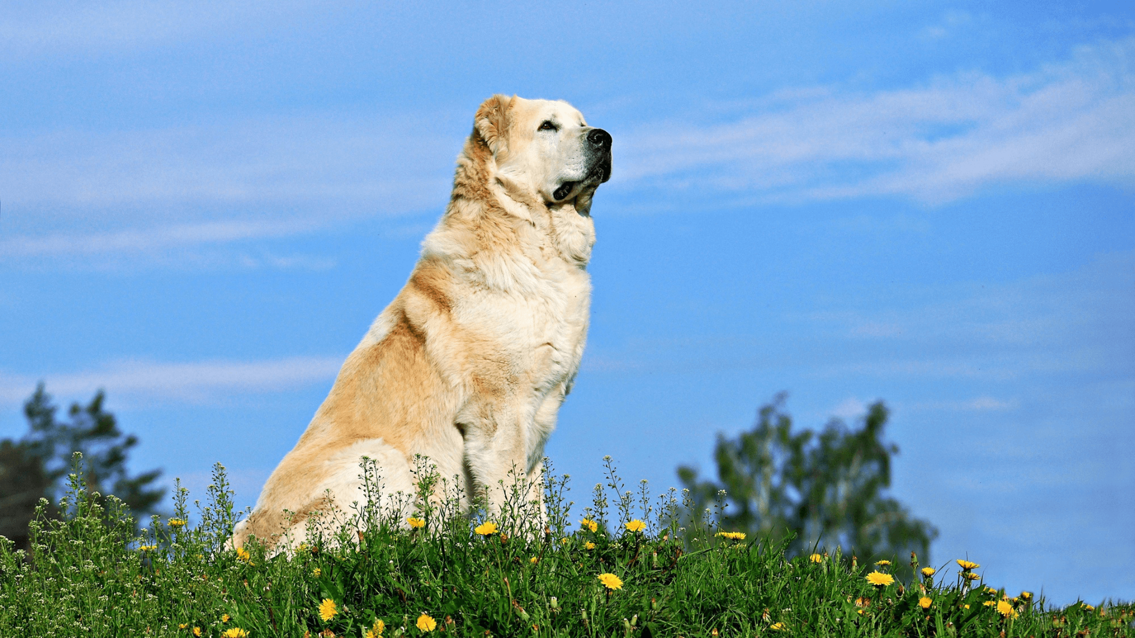 Alabay (Alabai) Köpek Irkı Özellikleri, Bakım ve Eğitim Rehberi