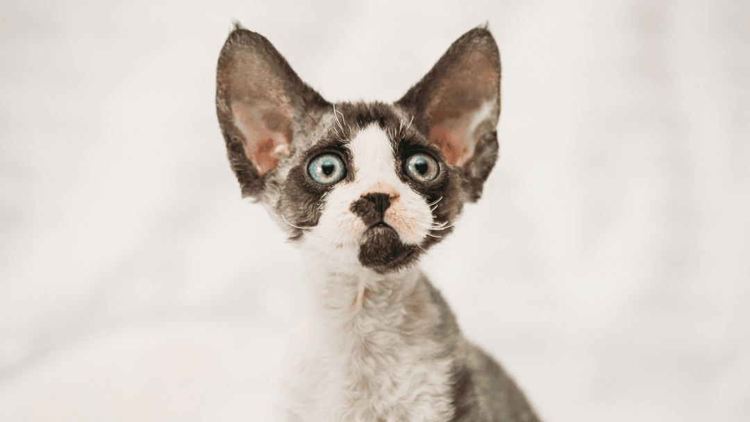 Siyah-beyaz Devon Rex kedisi büyük kulaklarıyla bakıyor.